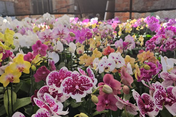 As mais belas orquídeas para presentear no Dia das Mães estão no Orquidário Flores do Lago