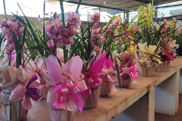 Orquidário Flores do Lago promove drive-thru de orquídeas para presentear no dia das mães