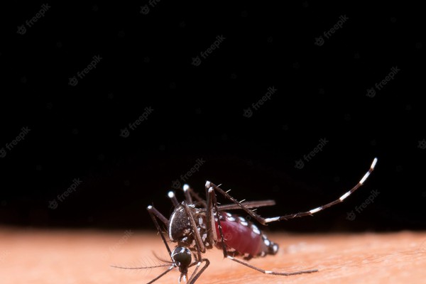 A Dengue e a falta de Educação Ambiental