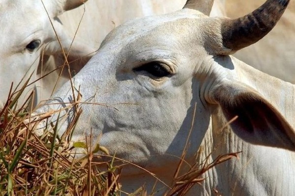 Justiça manda criadores de gado recuperar danos ambientais em Paracatu