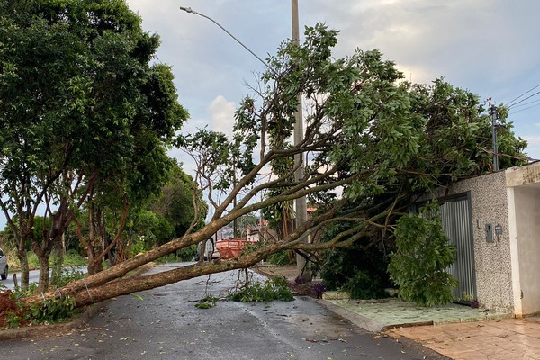 Corpo de Bombeiros faz o corte de 15 árvores que caíram em casas e vias públicas após tempestade