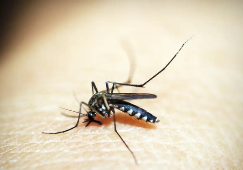 Além de 71 mortes por dengue, Minas tem 20 óbitos por chikungunya