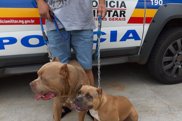 Polícia Militar de Araxá recupera cães da raça American Bull que tinham sido furtados