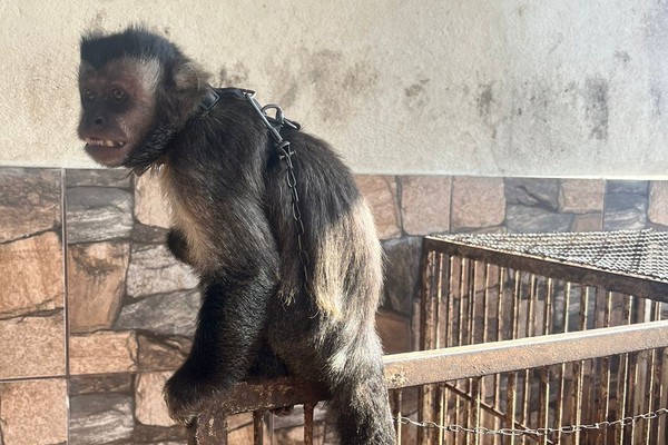 Macaco-prego que era exibido em redes sociais em passeio de jet ski é resgatado acorrentado pelo pescoço em MG