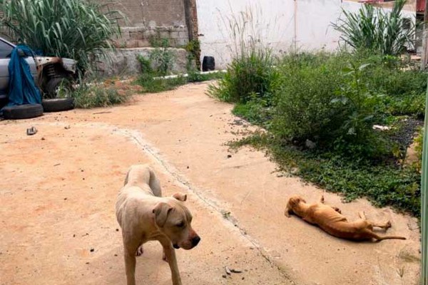 Cães são deixados trancados há dias sem água e nem comida no centro de Patos de Minas
