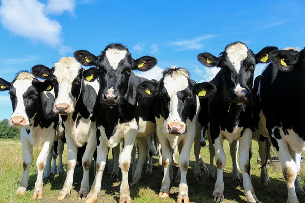 Produtor que teve 5 vacas mortas por choque elétrico será indenizado em MG
