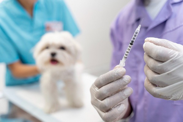 Dona de cão mini dachshund será indenizada após animal ser vacinado, mas ainda assim contrair cinomose em MG