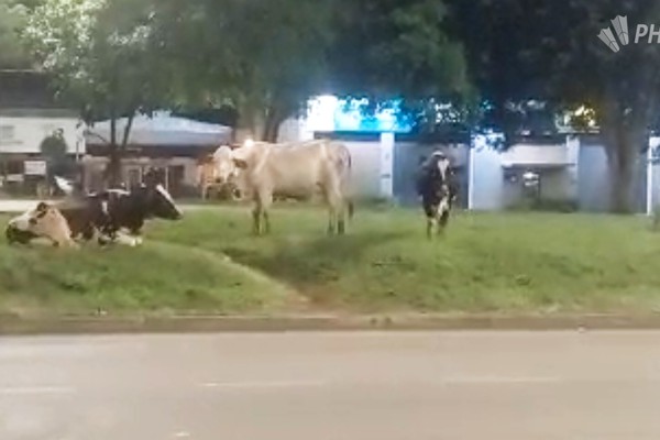Vacas são flagradas no canteiro da av. JK; Prefeitura explica como solicitar recolhimento