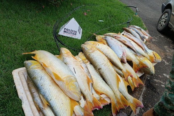 PM Ambiental prende homens com mais de 80 kg de dourado e outros peixes na MGC 354