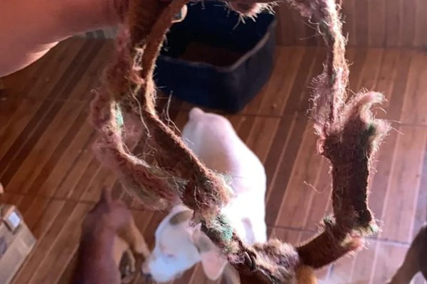 Cães são jogados em abrigo após terem as cabeças arrancadas em Presidente Olegário