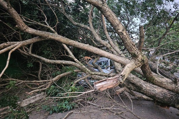 Árvore desaba sobre carro e rede elétrica no bairro Cidade Nova; moradores já tinham pedido o corte