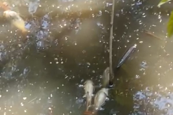 Moradores denunciam despejo de esgoto e morte de peixes em córrego em Lagoa Formosa