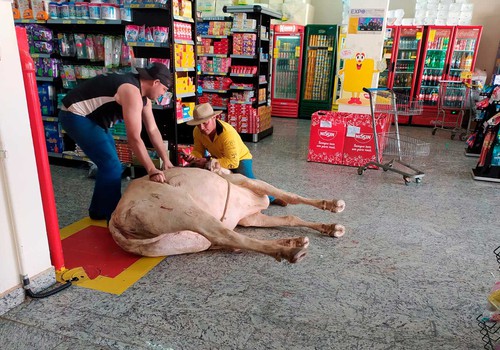 De forma inusitada, vaca invade supermercado em Carmo do Paranaíba