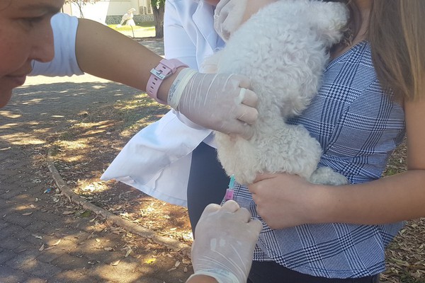 Prefeitura montará neste sábado última etapa de vacinação de cães e gatos com 8 postos
