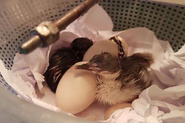 Minas Gerais registra primeiro caso de gripe aviária em pato