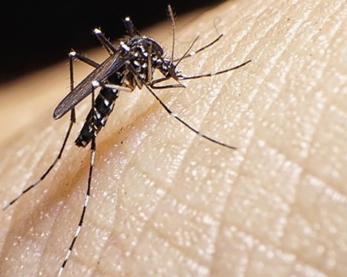 Com cenário de epidemia de dengue, Patos de Minas tem mais 700 notificações em uma semana