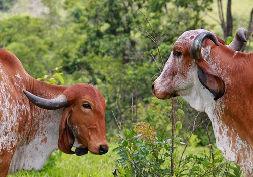 Operação combate sonegação fiscal no segmento de gado bovino em Minas Gerais