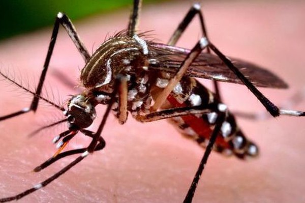 Com morte confirmada, boletim mostra mais 69 casos de dengue em Patos de Minas