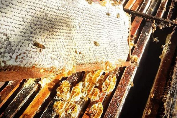 Comércio ilegal de abelhas na internet é ameaça a espécies
