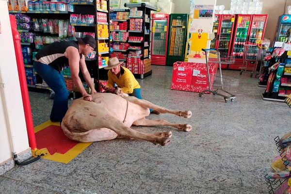 De forma inusitada, vaca invade supermercado em Carmo do Paranaíba