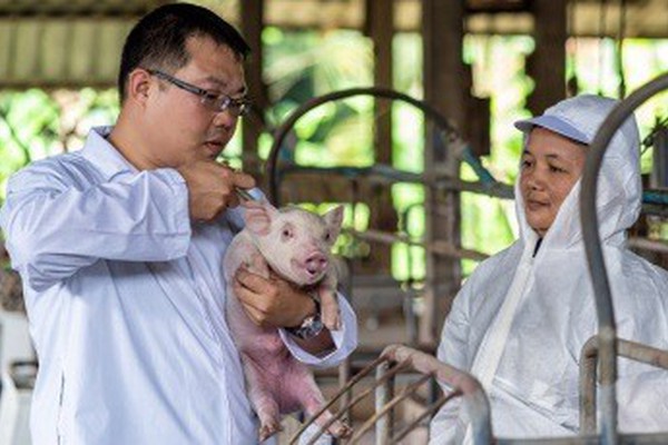 Trabalhador que recebeu vacina de porco ao escorregar em granja será indenizado em MG