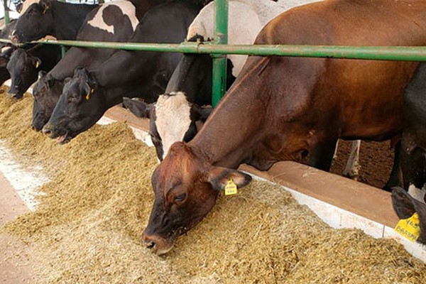 Produção de leite garante renda no campo e mantém Patos de Minas como destaque nacional