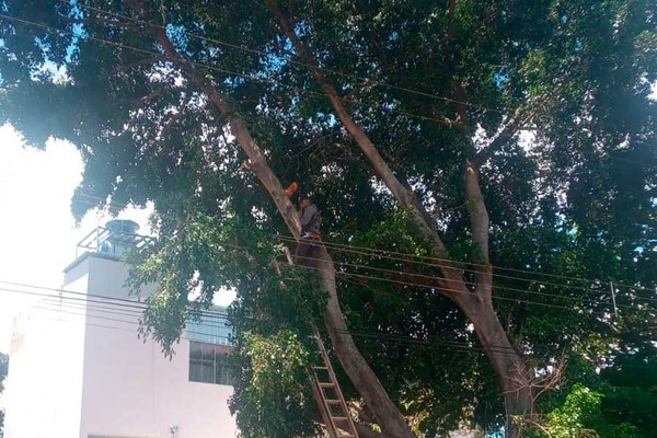 Jardineiro tem que ser resgatado após sofrer descarga elétrica no alto de árvore em Monte Carmelo