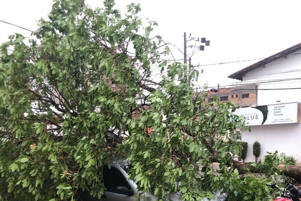 Árvore desaba sobre carro e interdita pista em uma das várias ocorrências devido à chuva