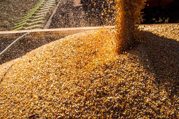 Conab: produção de grãos deve crescer 17,4% na safra 2022/2023