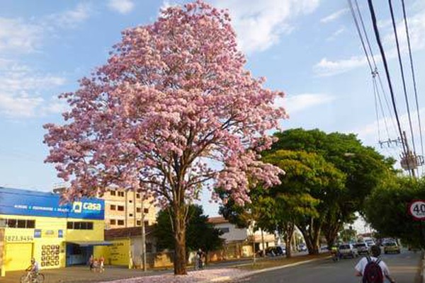Ipê na avenida Paracatu mostra beleza da primavera e encanta moradores