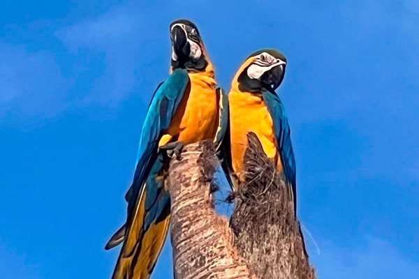 Comerciante fotografa casais de araras e beleza das aves encanta em Patos de Minas
