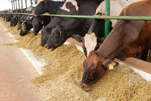 Vídeo mostra a evolução da produção de leite e como Patos de Minas chegou ao 2º lugar no país