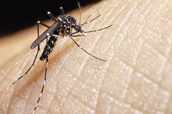 Patos de Minas registra mais de 300 notificações de dengue e alerta continua