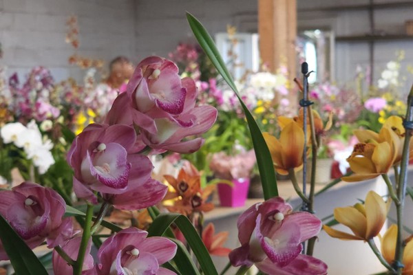 Orquidário em Patos de Minas tem milhares de orquídeas para presentear no Dia das Mães