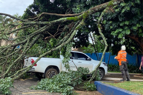 Árvore desaba sobre carro em pátio de escola em Patos de Minas; não há informação de feridos