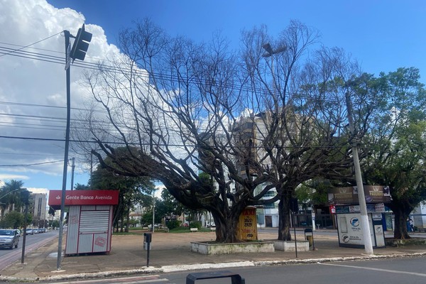 Rua José de Santana será interditada neste domingo (03) para retirada de árvores com risco de queda