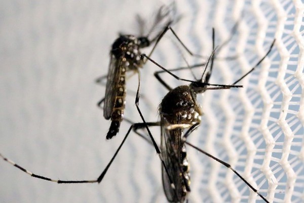 Patos de Minas confirma 214 casos de dengue em uma semana e alerta continua
