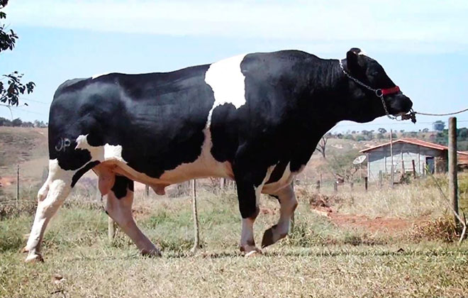Touro De Produtor De Patos De Minas E Considerado O Melhor Reprodutor Girolando Do Mundo